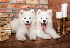 Samoyed Puppies Say Hello