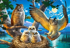 Owl Family
