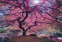 Pink Tree
