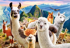 Llamas Selfie