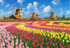 Dutch Windmills among Tulips