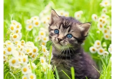 Kitten in the Meadow
