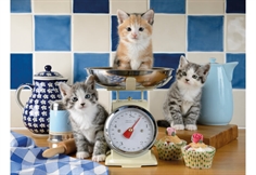 Kittens in the Kitchen