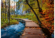 Autumnal Forest Path