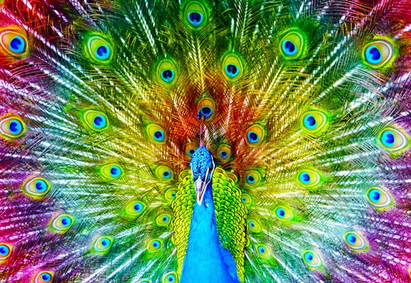 Colorful Peacock