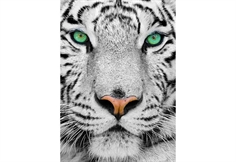 White Siberian Tiger