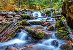 Forest Stream in Autumn