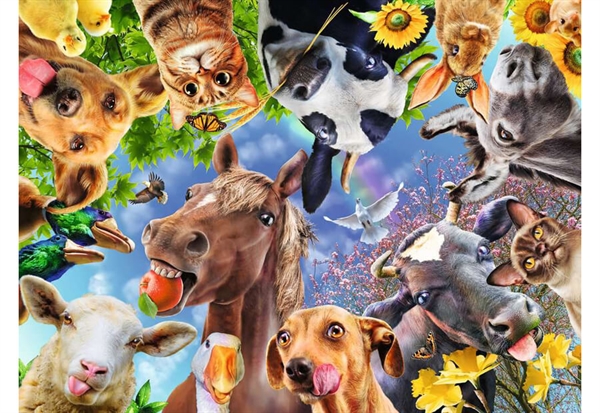 Funny Farmyard Friends