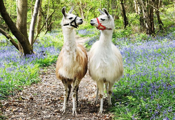 Llama Love