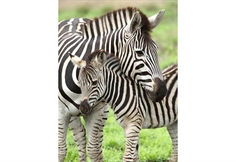 Zebra Love
