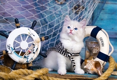 Captain Kitten