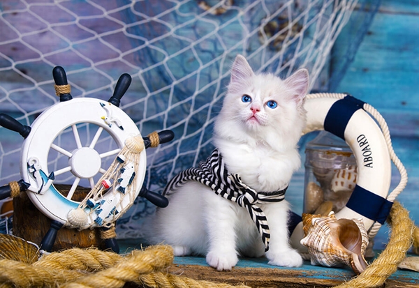 Captain Kitten