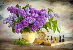 Lilac and Chess