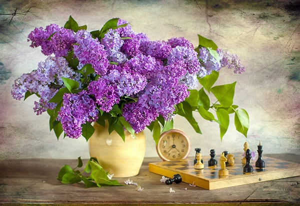 Lilac and Chess