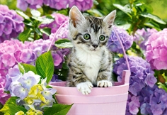 Kitten in Basket