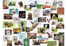 Funny Animals Collage