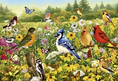 Birds in the Meadow