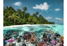 A Dive in the Maldives