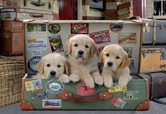 Puppies in the Luggage