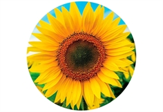 Sunflower (800 brikker, rundt)