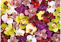 Orchid Collage