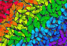 Rainbow Butterflies