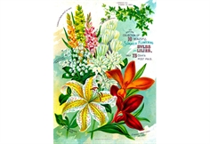 Vintage Flower Catalog Art