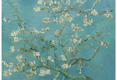 Almond Blossom