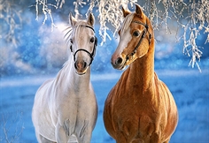 Winter Horses