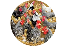 Chickens and Chicks