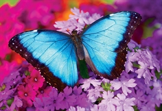 Iridescence