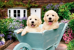 Puppies in a Wheelbarrow