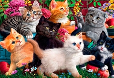 Kittens at Play