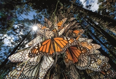 National Geographic - Monarch Butterflies