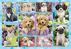 Puppies