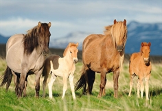 Family of Horses