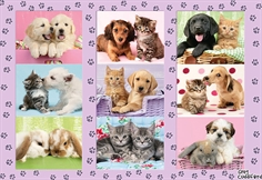 My Animal Friends