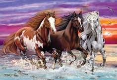 Trio of Wild Horses