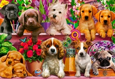 Dogs on a Shelf