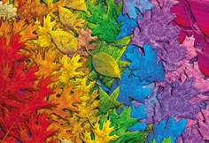 Colourful Leaves