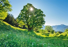 Sycamore Maple in the Sunlight – St. Gallen, Switzerland