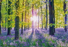 Tranquil Bluebell Woods