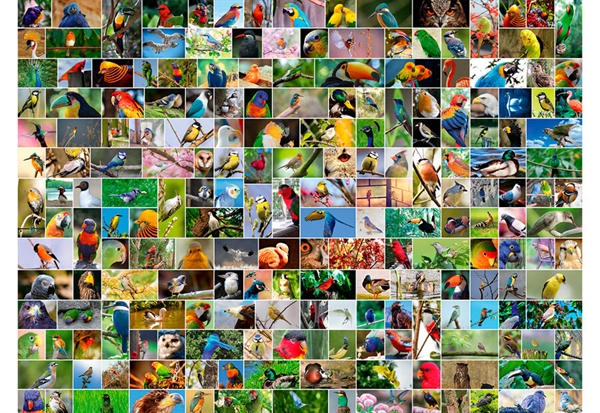 Collage - World\'s Most Beautiful Birds